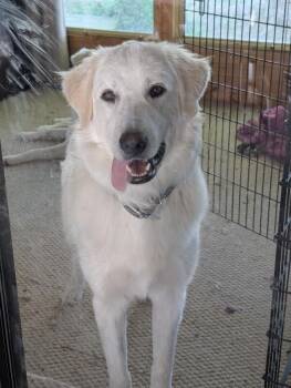 Grace aka Barbie -  Golden Retriever and Great Pyrenees Dog for Adoption in Severance, Colorado - Grace Aka Barbie | PetCurious