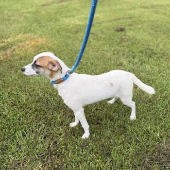 Barbie Jeep -  Rat Terrier and Terrier Dog for Adoption in Carencro, Louisiana - Barbie Jeep | PetCurious