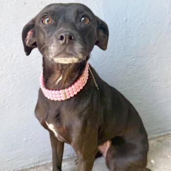 Chihuahua and Whippet Dogs Available for Adoption in Los Angeles, California - Jolene | PetCurious