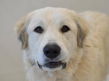 Ginger -  Great Pyrenees and Anatolian Shepherd Dog for Adoption in Portland, Oregon - Ginger | PetCurious