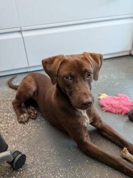 alexgoffline -  Labrador Retriever and Mixed Breed Dog for Adoption in New Orleans, Louisiana - Alexgoffline | PetCurious
