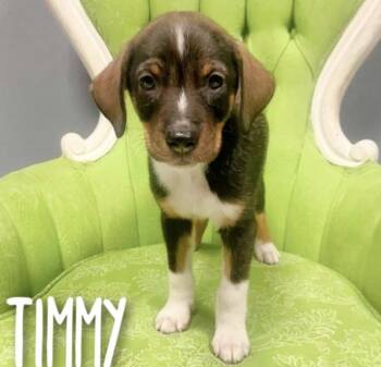 Timmy -  Chihuahua and Beagle Dog for Adoption in Wolcott, Connecticut - Timmy | PetCurious