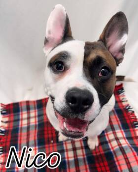French Bulldog and Belgian Shepherd Malinois Dogs Available for Adoption - Nico Tag #2172  | PetCurious