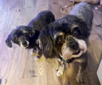 Max & Nala -  Maltipoo Dog for Adoption in Manhattan, Kansas - Max & Nala | PetCurious