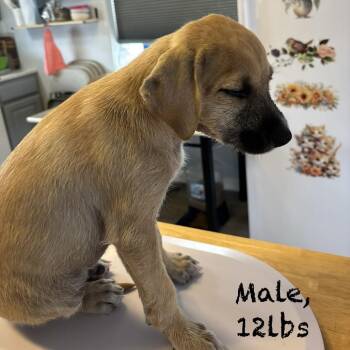 orca -  Mixed Breed Dog for Adoption in Bellingham, Washington - Orca | PetCurious