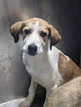 Neptune~FOSTER OR FOSTER TO ADOPT NEEDED~ -  Great Pyrenees Dog for Adoption in Minneapolis, Minnesota - Neptune~FOSTER OR FOSTER TO ADOPT NEEDED~ | PetCurious
