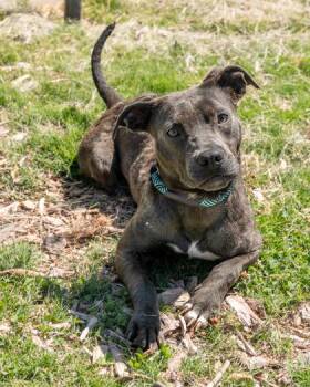 Bedelia -  Mixed Breed Dog for Adoption in Chamblee, Georgia - Bedelia | PetCurious