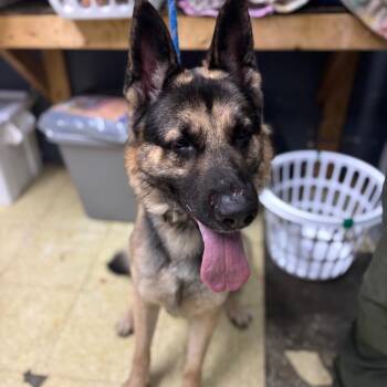 Otto -  German Shepherd Dog Dog for Adoption in Henderson, Kentucky - Otto | PetCurious