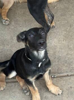 German Shepherd Dog Dogs Available for Adoption in Tucson, Arizona - Apollo | PetCurious