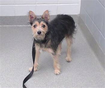 SHADOW -  Cairn Terrier and Mixed Breed Dog for Adoption in Omaha, Nebraska - SHADOW | PetCurious