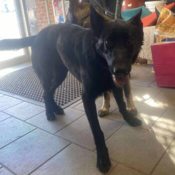 Rescue German Shepherd Dog Dogs for Adoption in Huntington, West Virginia - Gretel Stray Hold 11/22 | PetCurious