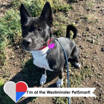 Shepherd and Mixed Breed Dogs Available for Adoption in Fort Collins, Colorado - Puddles | PetCurious