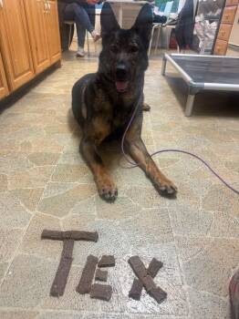 Tex -  German Shepherd Dog Dog Available for Adoption in Spencer, Indiana - Tex | PetCurious
