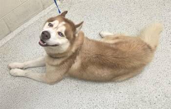 Siberian Husky Dogs Available for Adoption in Conroe, Texas - MANU | PetCurious