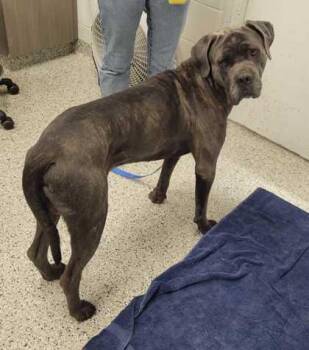 Earl Grey -  Cane Corso and Mixed Breed Dog for Adoption in Kansas City, Missouri - Earl Grey | PetCurious