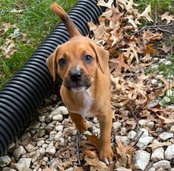 Jackson (AO37535) -  Boxer and Hound Dog for Adoption in Kansas City, Kansas - Jackson (AO37535) | PetCurious