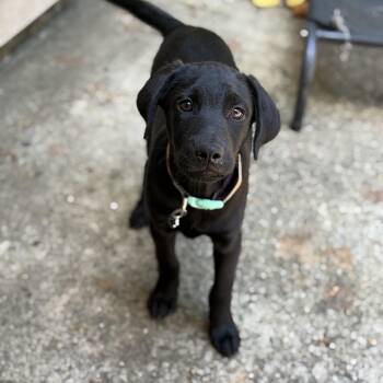 Jude -  Labrador Retriever Dog for Adoption - Jude | PetCurious