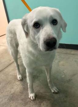 Lily -  Great Pyrenees and Mixed Breed Dog for Adoption in Lampasas, Texas - Lily | PetCurious