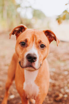 Rescue Labrador Retriever and Mixed Breed Dogs for Adoption in North Charleston, South Carolina - 89244a Rudy | PetCurious