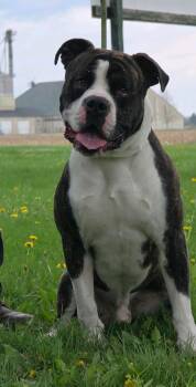 American Bulldog Dogs Available for Adoption in Huntington, Indiana - Big Ben | PetCurious