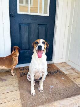 Rescue Beagle Dogs for Adoption in Charleston, South Carolina - Josie | PetCurious
