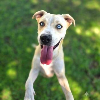Crystal -  Husky and Labrador Retriever Dog for Adoption in Port Charlotte, Florida - Crystal | PetCurious