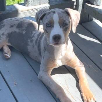 Pit Bull Terrier Dogs Available for Adoption in East St. Louis, Illinois - Starlynn | PetCurious