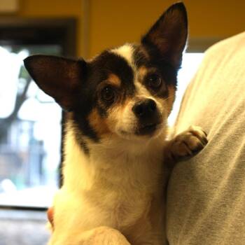 Spot -  Chihuahua and Mixed Breed Dog for Adoption in Allentown, Pennsylvania - Spot | PetCurious