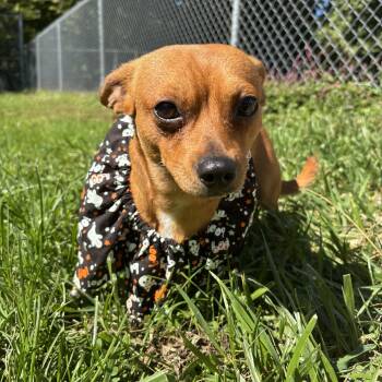 Pickle -  Chihuahua Dog for Adoption in Circleville, Ohio - Pickle | PetCurious