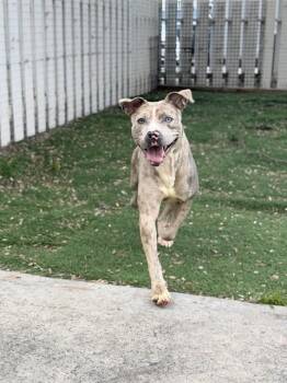 Pit Bull Terrier Dogs Available for Adoption in Fremont, California - ECHO | PetCurious