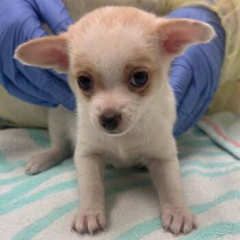 Chihuahua Dogs Available for Adoption - Twinkle | PetCurious