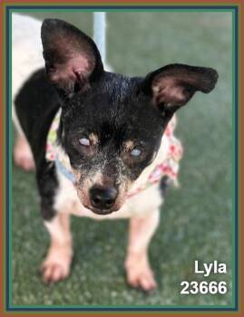 LYLA (see also LINCOLN) -  Chihuahua and Rat Terrier Dog for Adoption in Marietta, Georgia - LYLA (see Also LINCOLN) | PetCurious