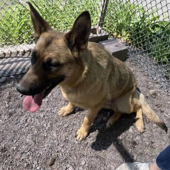 German Shepherd Dog Dogs Available for Adoption in New Ringgold, Pennsylvania - Ambar (26-212) | PetCurious