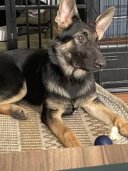 Ali 7331 -  German Shepherd Dog Dog for Adoption in Centreville, Virginia - Ali 7331 | PetCurious