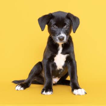 Disco -  Mixed Breed Dog for Adoption in Franklin, Tennessee - Disco | PetCurious