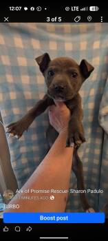 Terrier Dogs Available for Adoption in Pemberton Township, New Jersey - TURBO | PetCurious