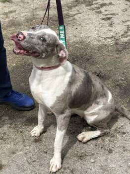 Rescue Catahoula Leopard Dog Dogs for Adoption - Stella | PetCurious