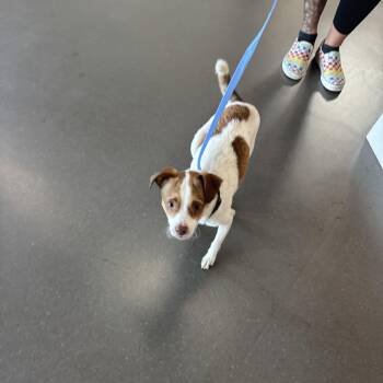 Teddy -  Terrier Dog for Adoption in Palo Alto, California - Teddy | PetCurious