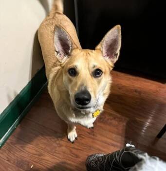 Corgi Dogs Available for Adoption in Egg Harbor City, New Jersey - Pretzel | PetCurious