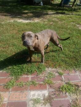 Mocha -  Pit Bull Terrier Dog for Adoption in Rogers, Arkansas - Mocha | PetCurious