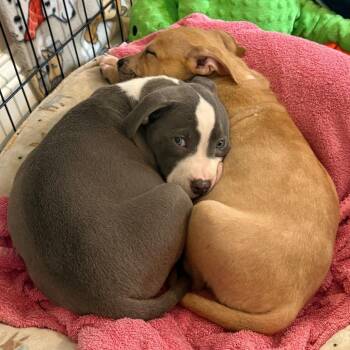 Salmon Cake -  Mixed Breed Dog for Adoption in Hopkinton, Massachusetts - Salmon Cake | PetCurious
