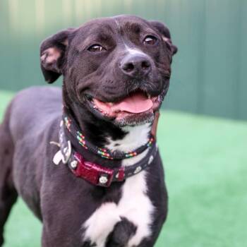 Bitsy -  American Staffordshire Terrier and Mixed Breed Dog for Adoption in Roanoke, Virginia - Bitsy | PetCurious