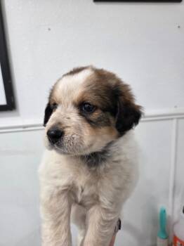 Manchester Terrier Dogs Available for Adoption in Brookings, Oregon - Meggy | PetCurious