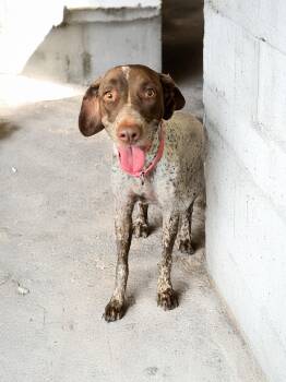 Rescue German Shorthaired Pointer Dogs for Adoption in San Diego, California - Daisy | PetCurious