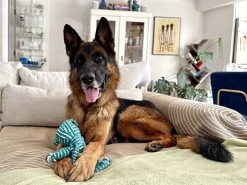 Rescue German Shepherd Dog Dogs for Adoption in Pasadena, California - BROOKLYN *SNOOP* | PetCurious