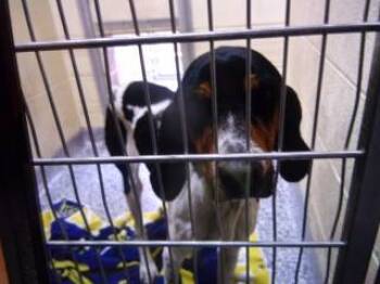 Rescue Treeing Walker Coonhound Dogs for Adoption in Princeton, West Virginia - Leia | PetCurious