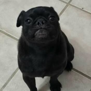 Pug Dogs Available for Adoption - Duck | PetCurious