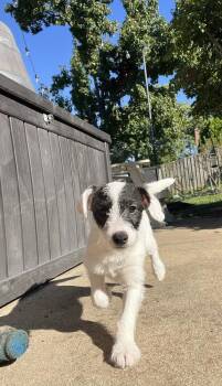 Venti -  Poodle Dog for Adoption in Aurora, Indiana - Venti | PetCurious