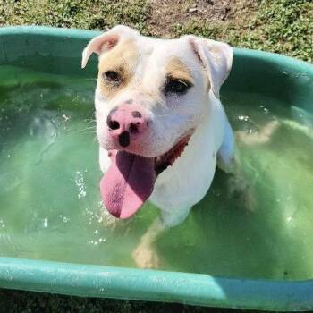 Amarillo GCH -  Pit Bull Terrier Dog for Adoption in Rockaway, New Jersey - Amarillo GCH | PetCurious