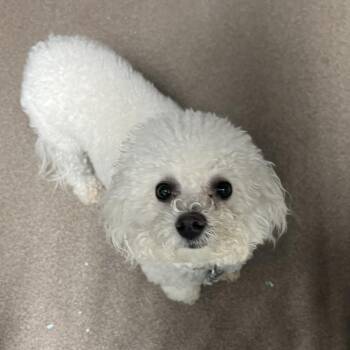 Bichon Frise Dogs Available for Adoption in South Elgin, Illinois - Bella - Home To Home | PetCurious